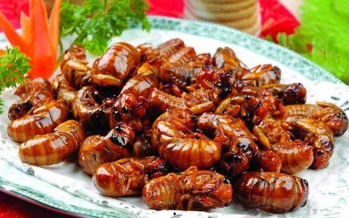 最新新康饭菜爆料图片大全,揭秘最新爆料图片大全,美味与视觉盛宴同在!”